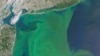 FILE - In this image provided by NASA, taken Aug. 3, 2015, phytoplankton is seen off the coast of New York, top and New Jersey, left.