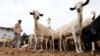 FILE - Somali people buy goats at a livestock market in Mogadishu, Somalia, Aug. 10, 2019. 