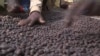Upaya Menyelamatkan Kopi dari Ancaman Perubahan Iklim