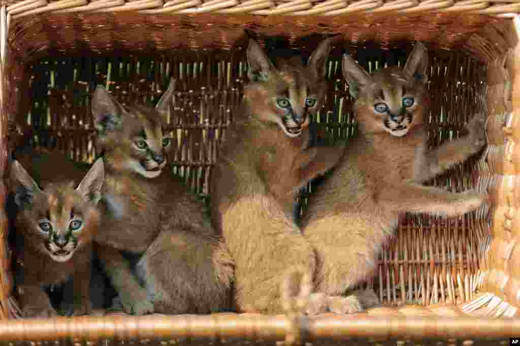 Four caracal cubs sit in a basket at the Animal Park zoo in Berlin, Germany.