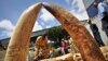 FILE - Officials display some of the illegal ivory found hidden in freight traveling from Uganda, in Kenya's major port city of Mombasa, Oct. 8, 2013.