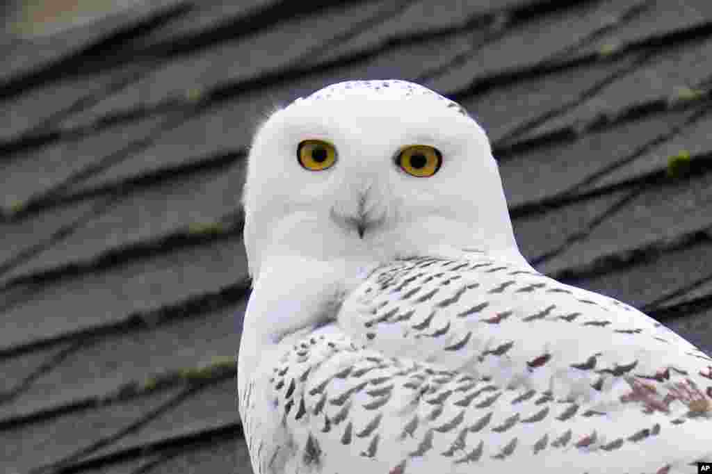 A snowy owl peers out from atop a rooftop in a residential neighborhood where it&#39;s been seen for over a week in Seattle, Washington.
