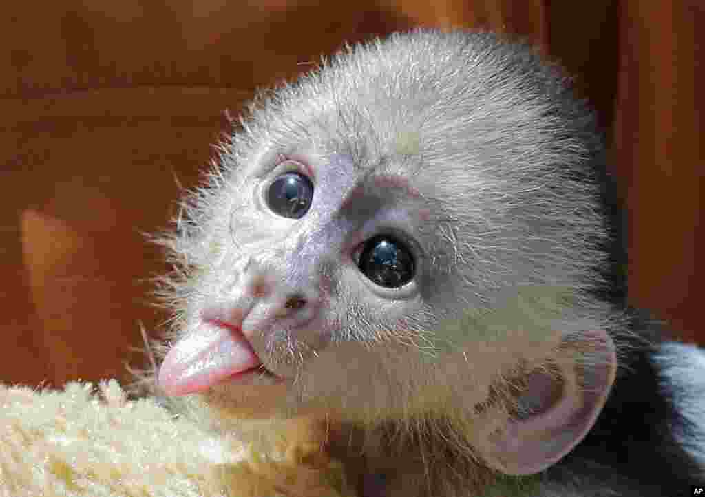 Seekor bayi kera &#39;capuchin&#39; menjulurkan lidahnya di taman hiburan Jungle Island di Miami, Florida, AS.