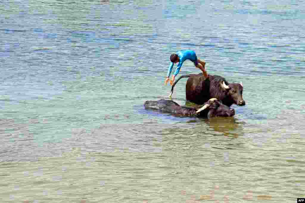 អ្នក​ចិញ្ចឹម​សត្វ​ក្របី​កំពុង​គង្វាល​សត្វ​ចិញ្ចឹម​របស់​ខ្លួន​នៅ​ក្នុង​ទីក្រុង​ Umm Khashm ដែល​មាន​ចម្ងាយ​ប្រមាណ​២៥​គីឡូម៉ែត្រ​ពី​ទីក្រុង​ Najaf ប្រទេស​អ៊ីរ៉ាក់។