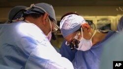 Transplantacija genetski modifikovanog bubrega svinje. (Massachusetts General Hospital via AP)