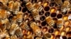 FILE - Bees in their hive.