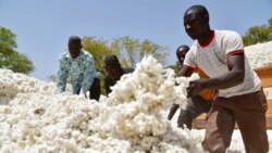 Production cotonnière: Le Burkina veut reconquérir sa place de leader