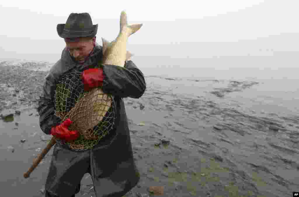 Seorang nelayan menangkap ikan mas (karper)&nbsp;besar pada lomba memancing tradisional di Hodnov, Republik Ceko.