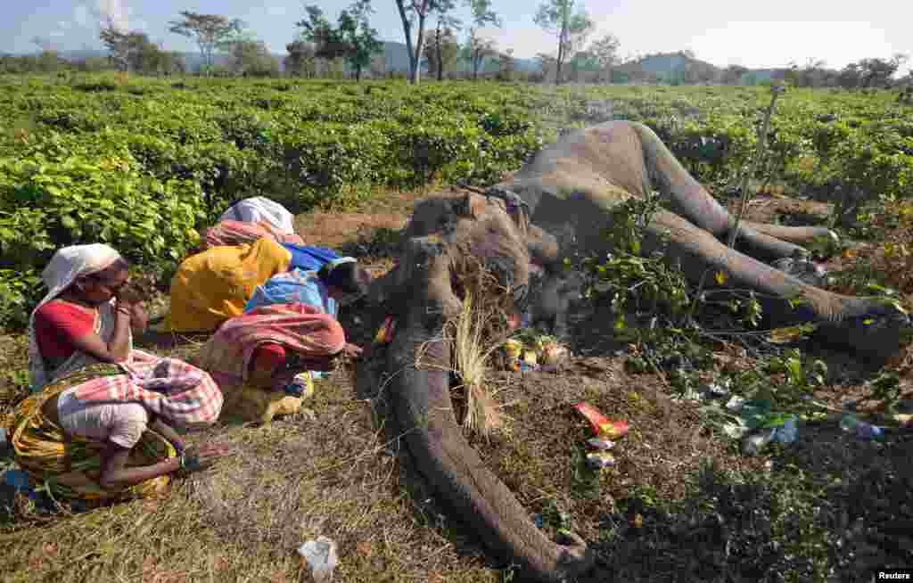 Women pray next to the carcass of a male elephant that forest officials say succumbed to injuries after a fight with another elephant, at a tea garden in the Nagaon district in the northeastern state of Assam, India.