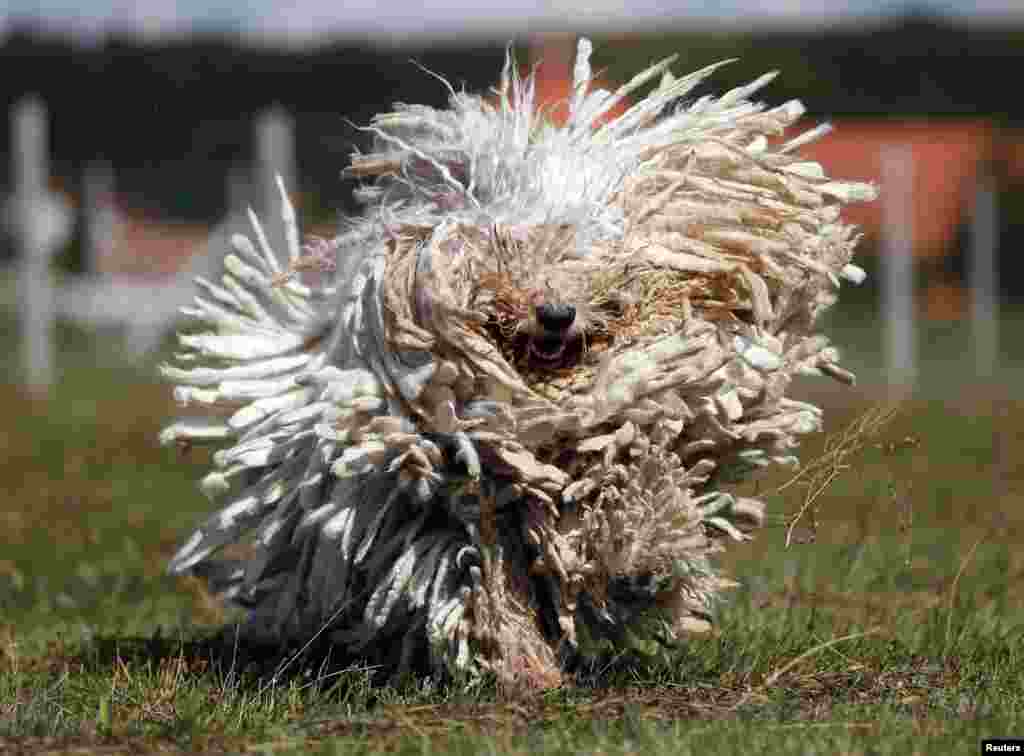 A Komondor, a traditional Hungarian guard dog, shakes its long fur in Bodony, 130 km northeast of Budapest, Hungary. 