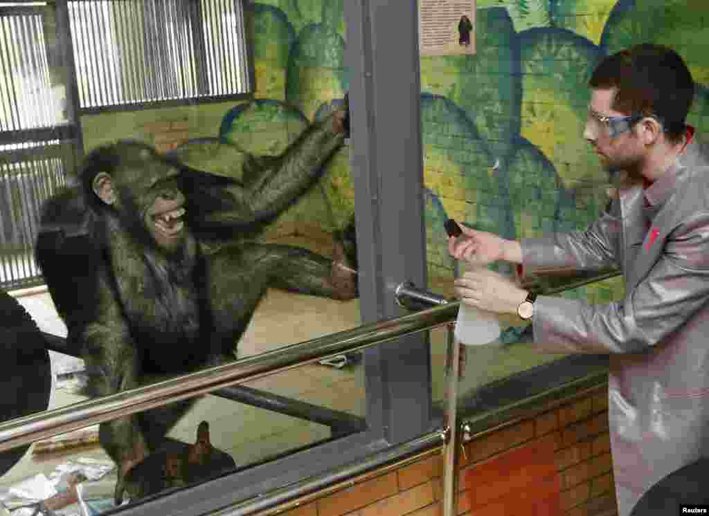 Anfisa, a 11-year-old female chimpanzee, reacts while watching a performance of Yaroslav Osipov, an employee of the private interactive museum of science &quot;Newton Park&quot;, who demonstrates effects of liquid nitrogen during a comic telerecording for a local TV channel prior to the upcoming April Fools&#39; Day at a zoo in Krasnoyarsk, Siberia, Russia.