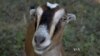 Goat Mowers – A New Way to Eliminate Unwanted Plants