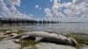Devastating Toxic Algae Bloom Plagues Florida's Gulf Coast