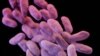FILE - This illustration released by the Centers for Disease Control and Prevention shows a group of antibiotic-resistant bacteria. 