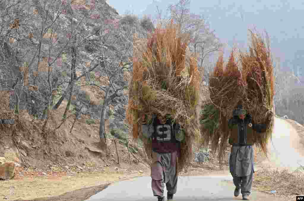 បុរសជនជាតិ Kashmiri ពីរនាក់ទូលស្មៅសម្រាប់សត្វគោនៅជាយក្រុង Srinagar ប្រទេសឥណ្ឌា។