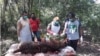 Konflik Satwa vs Manusia di Aceh Meningkat, Harimau dan Gajah Makin Terancam
