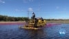 Farmers Look to the Sun as Cranberry Prices Dive