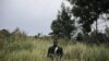 Un milicien du groupe armé URDPC/CODECO dans la province d'Ituri, le 18 septembre 2020.
