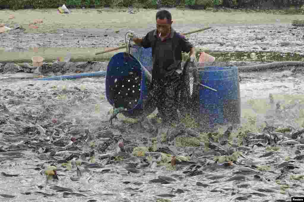 A worker collects catfish for disposal, in a polluted pond in Haikou, Hainan province, China.