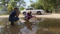 Miami Citizens Become Scientists to Study Rising Seas