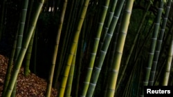 FILE - A bamboo forest is pictured behind Suntory Holdings' Yamazaki Distillery in Shimamoto town, Osaka prefecture, near Kyoto, Japan, Dec. 1, 2014. 