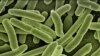 科学家担心“噩梦病菌”肆虐美国