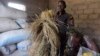 Revenus du rêve européen, des Sénégalais misent sur la culture du riz ou des légumes