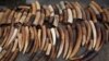 Members of parliament are investigating if lax regulations are allowing recently poached ivory to be passed off as antiques in Australia. 