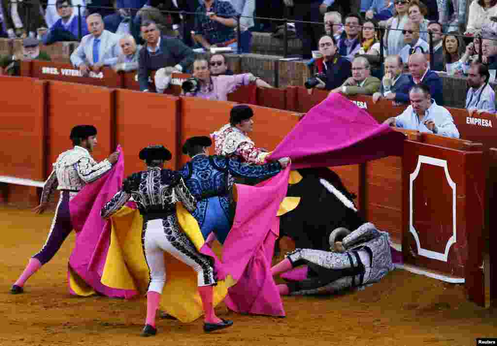Spanish banderillero Jose Maria Fernandez &quot;Alcalareno&quot; is tackled by a bull during a bullfight at the Maestranza bullring in the Andalusian capital of Seville, southern Spain, April 6, 2016.